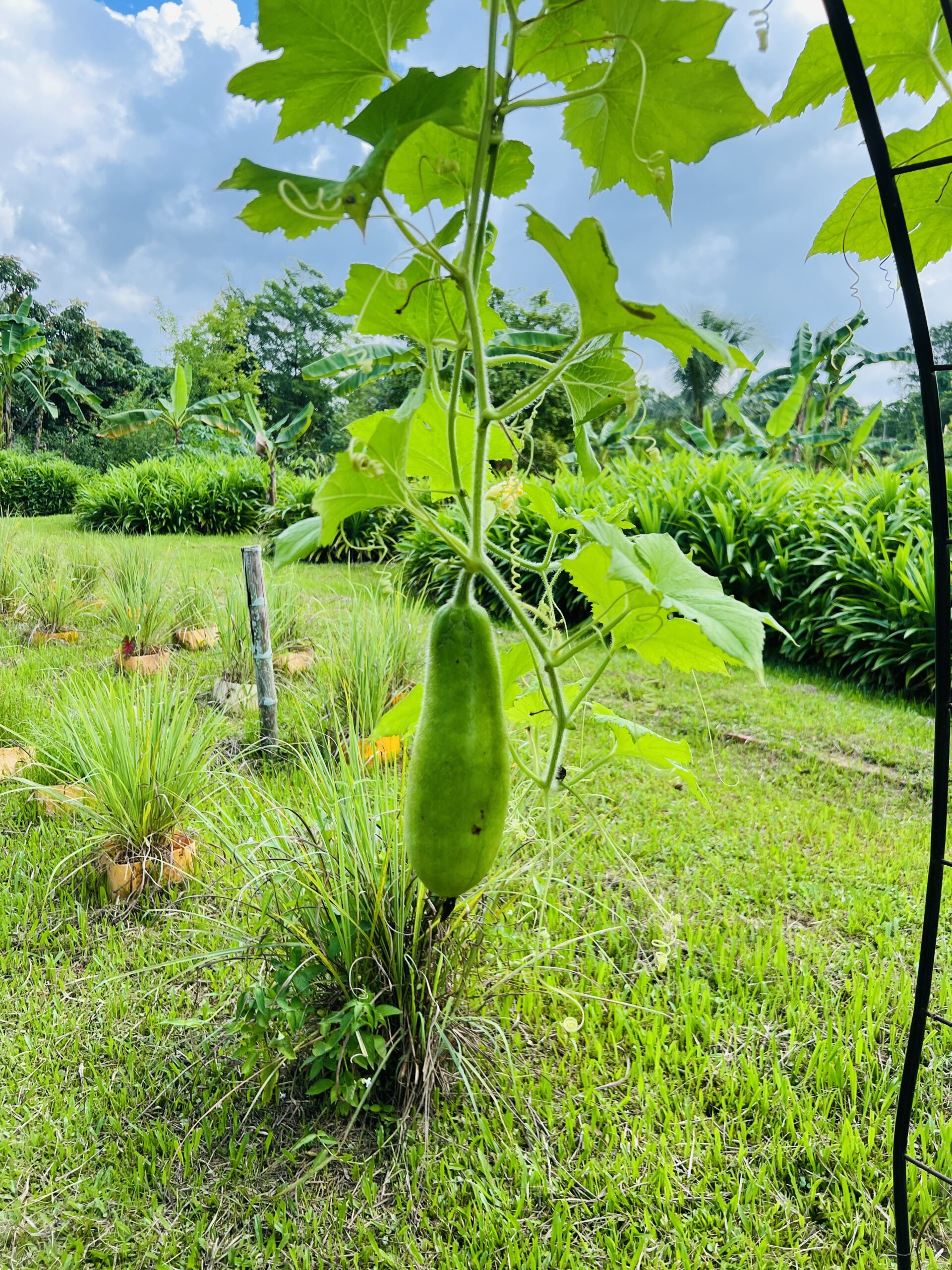 Kranji Farms Shuttle 8